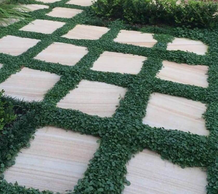 LAWN PRO Dichondra Blend Grass Seed