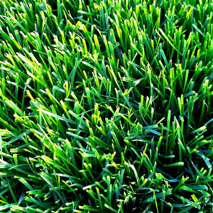LAWN PRO Special Blend Grass Seed