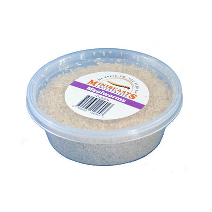MINIBEASTS Mealworms