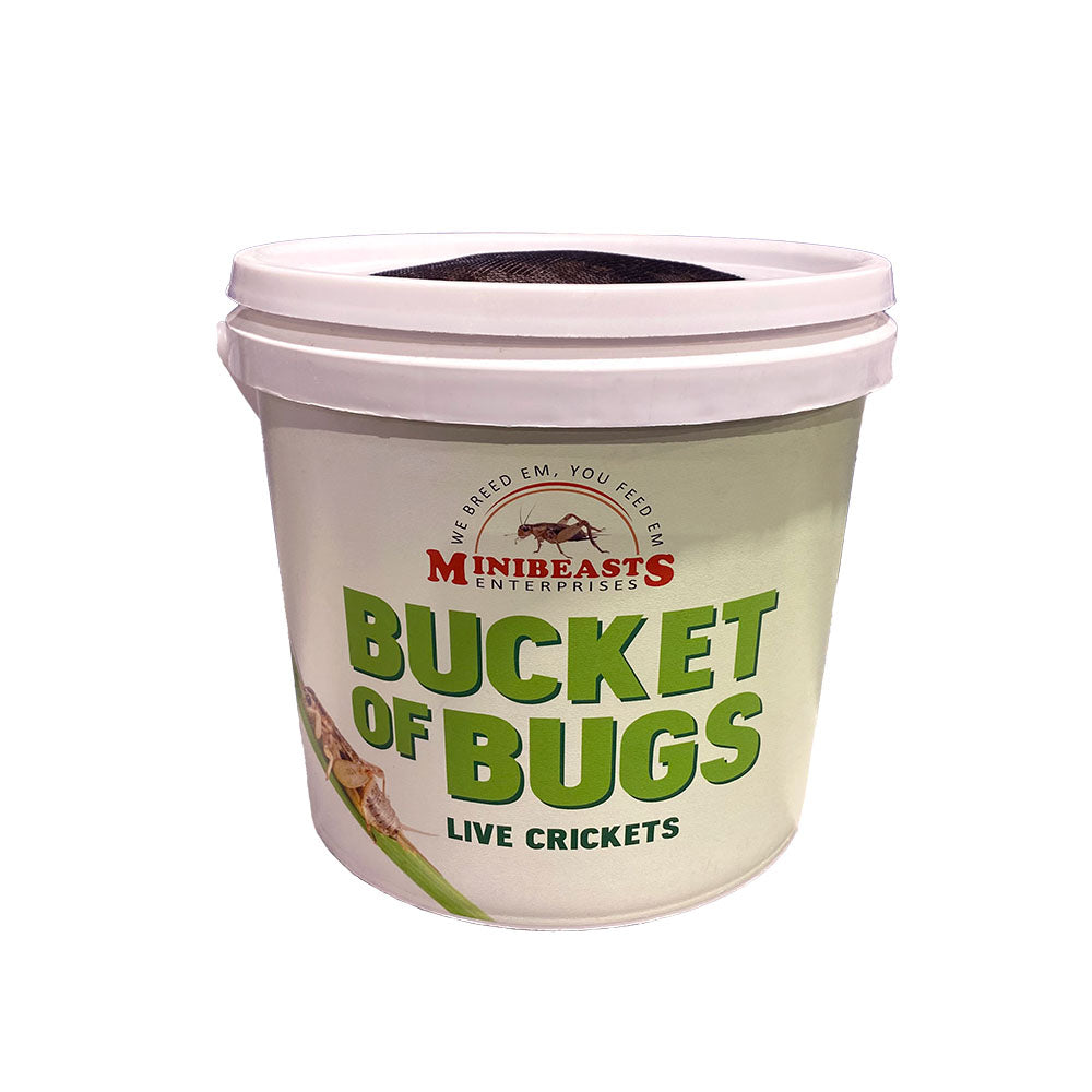 MINIBEASTS Bucket of Bugs Live Crickets