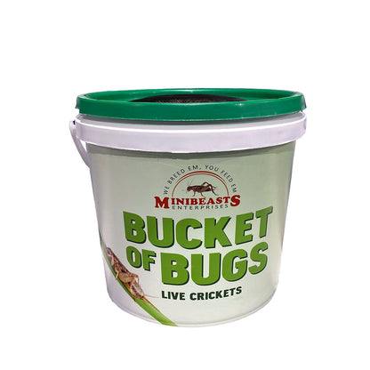 MINIBEASTS Bucket of Bugs Live Crickets
