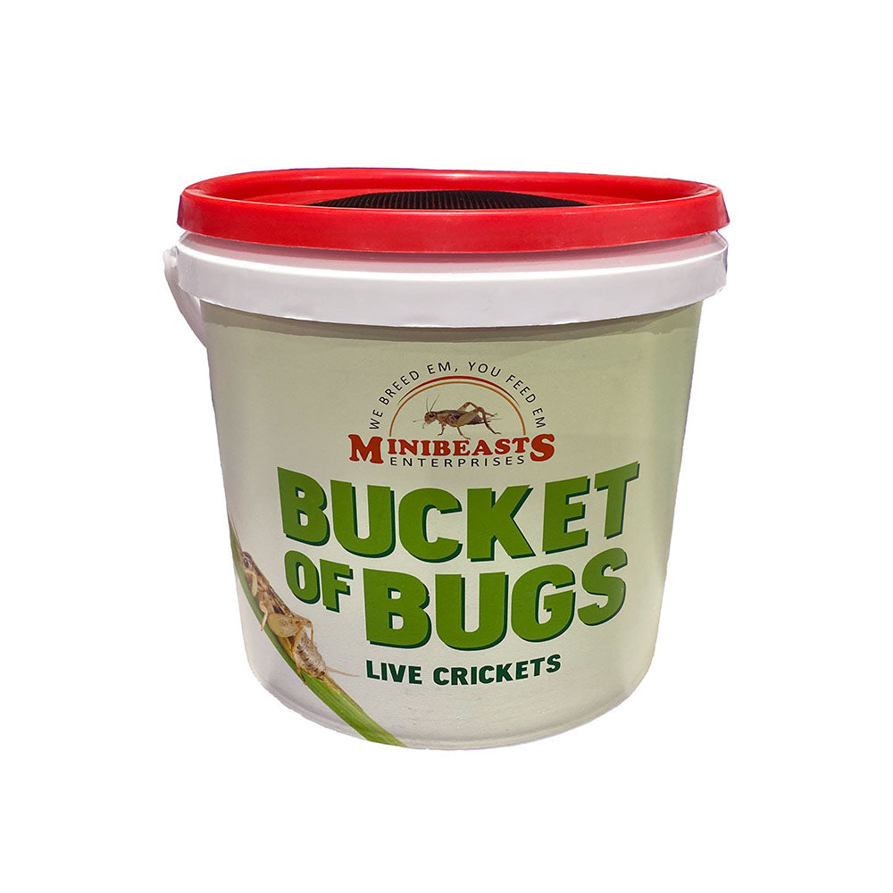 MINIBEASTS Bucket of Bugs Live Crickets