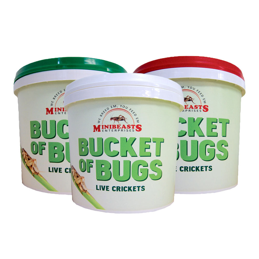 MINIBEASTS Bucket of Bugs Live Crickets