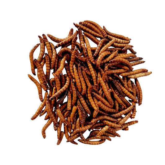 MINIBEASTS King Mealworms