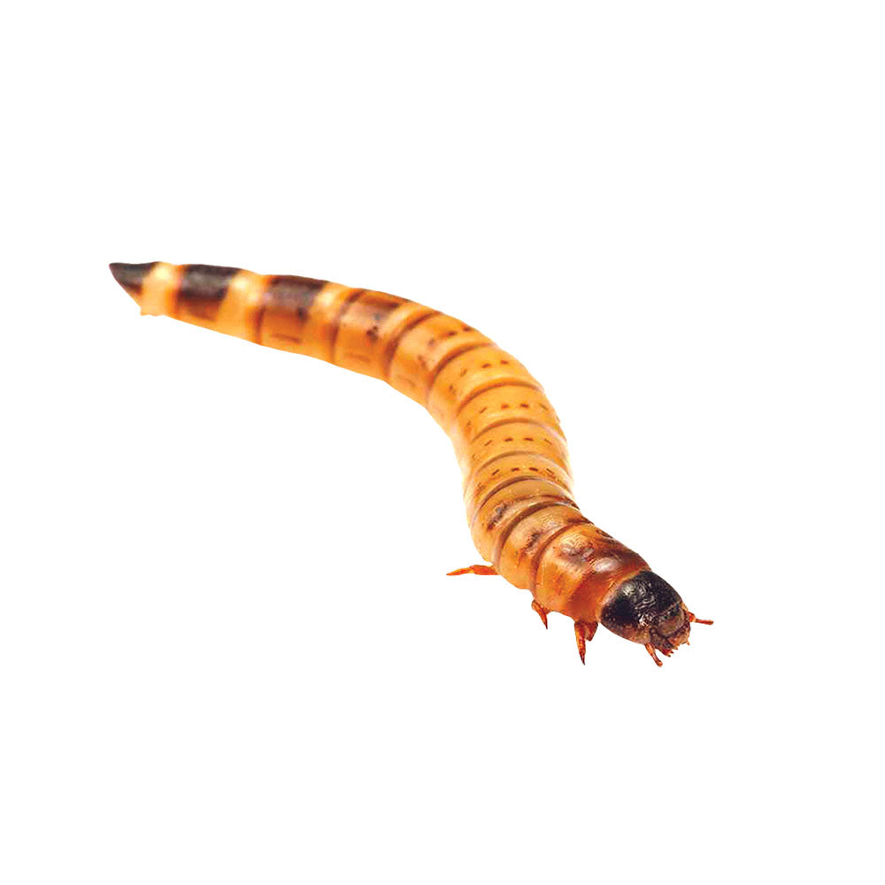 MINIBEASTS King Mealworms