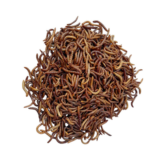 MINIBEASTS Mealworms