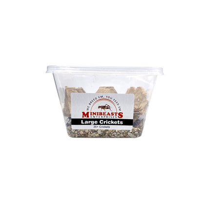 MINIBEASTS Tub of Crickets