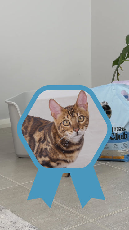 KAZOO Squat Club Fast Clumping Clay Cat Litter