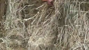 OXLEY FEED MILL Eco Bale Pasture Hay