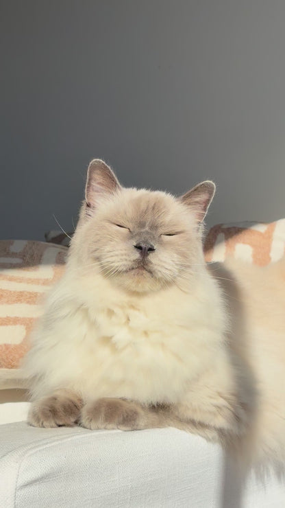 KAZOO Squat Club Fast Clumping Clay Cat Litter Lavender