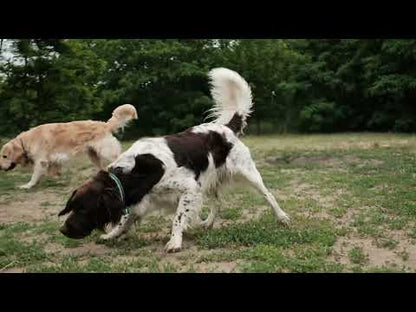 COBBER Large Breed Adult