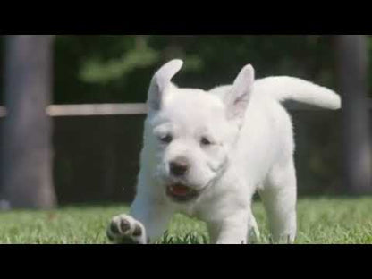 COBBER Puppy