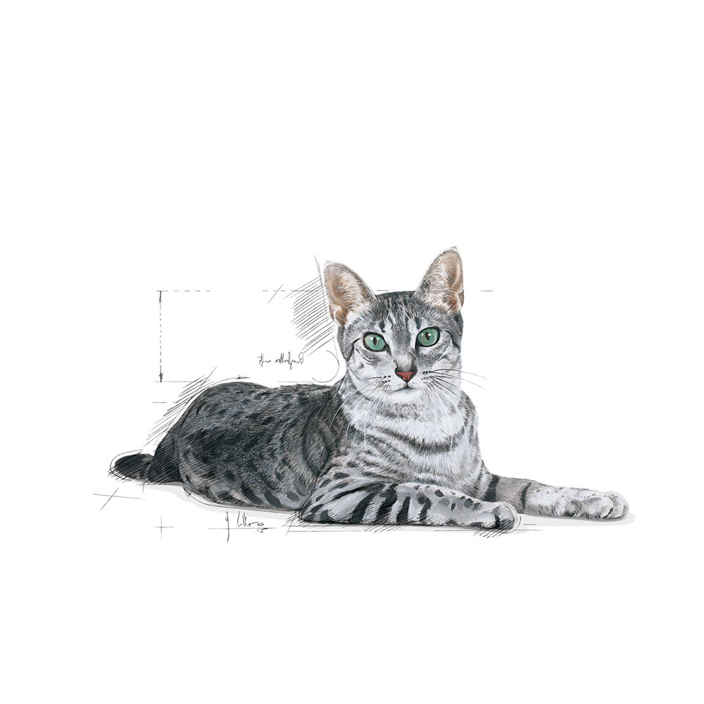 ROYAL CANIN Indoor 7+