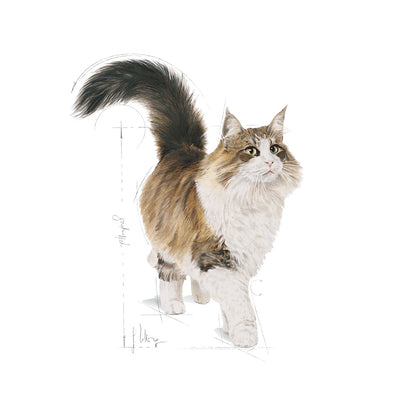 ROYAL CANIN Instinctive Chunks in Gravy