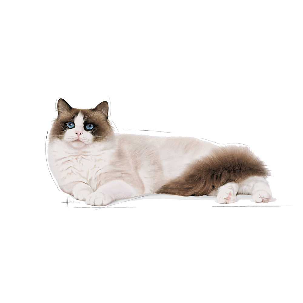 ROYAL CANIN Ragdoll Adult