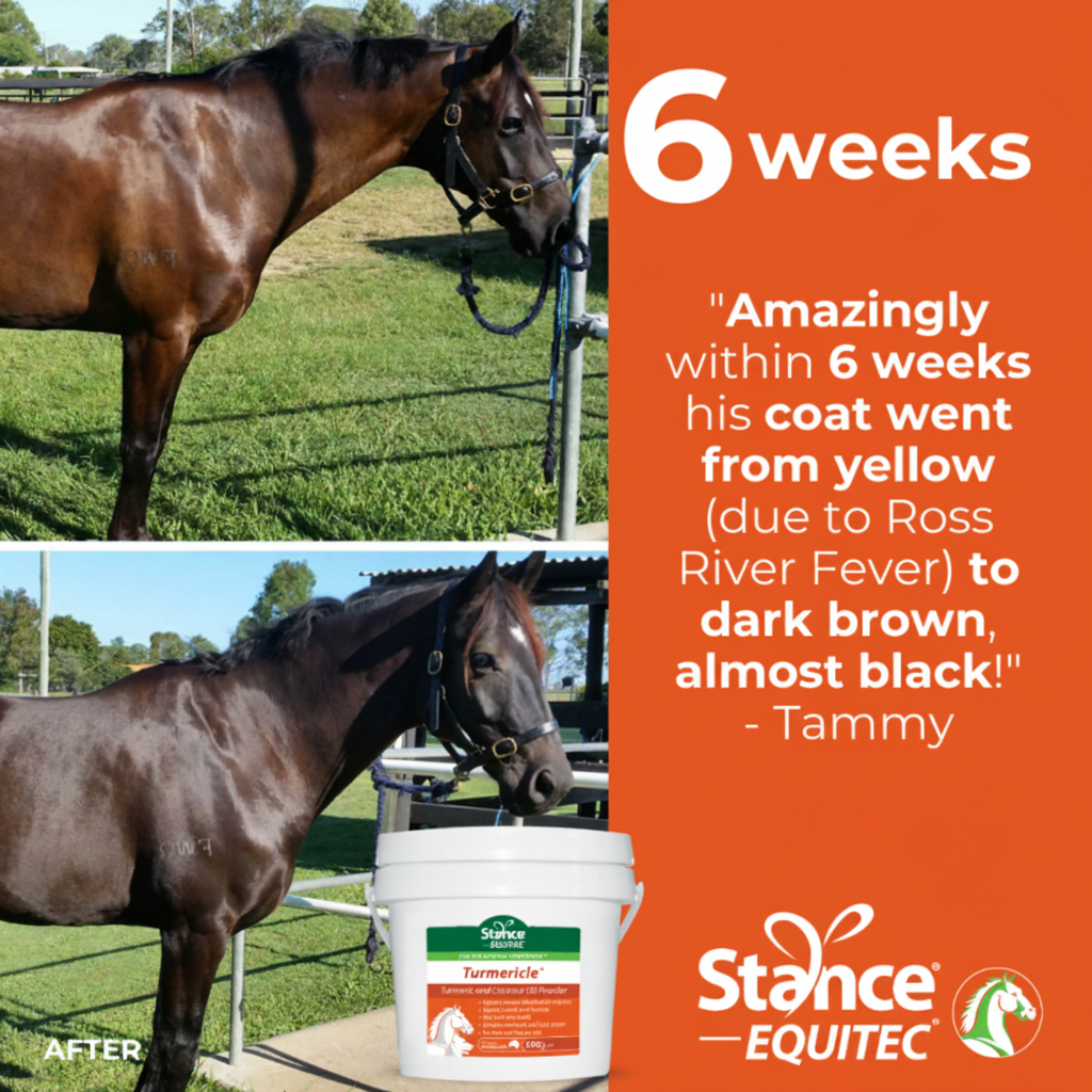 Stance Equitec Turmericle Tammy Before After Testimonial Banner Square