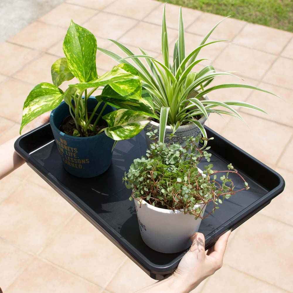 TAKASHO Large Tray To Suit 55L Wooden Planter Trough & VegTrug Nursery