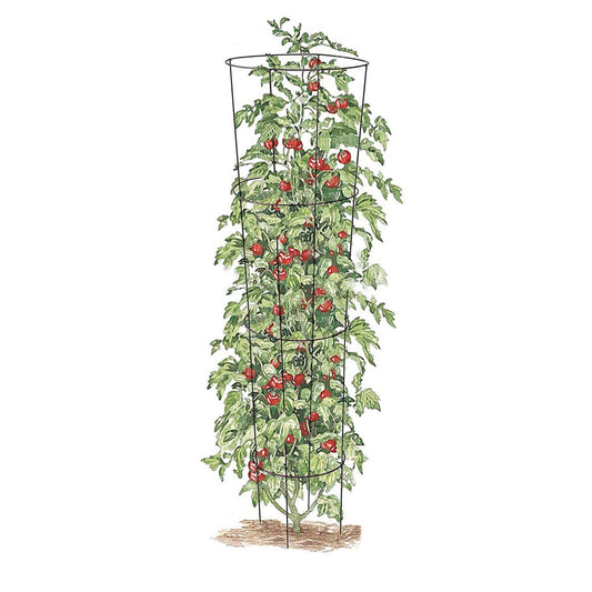 TAKASHO Tomato Trainer 133cm