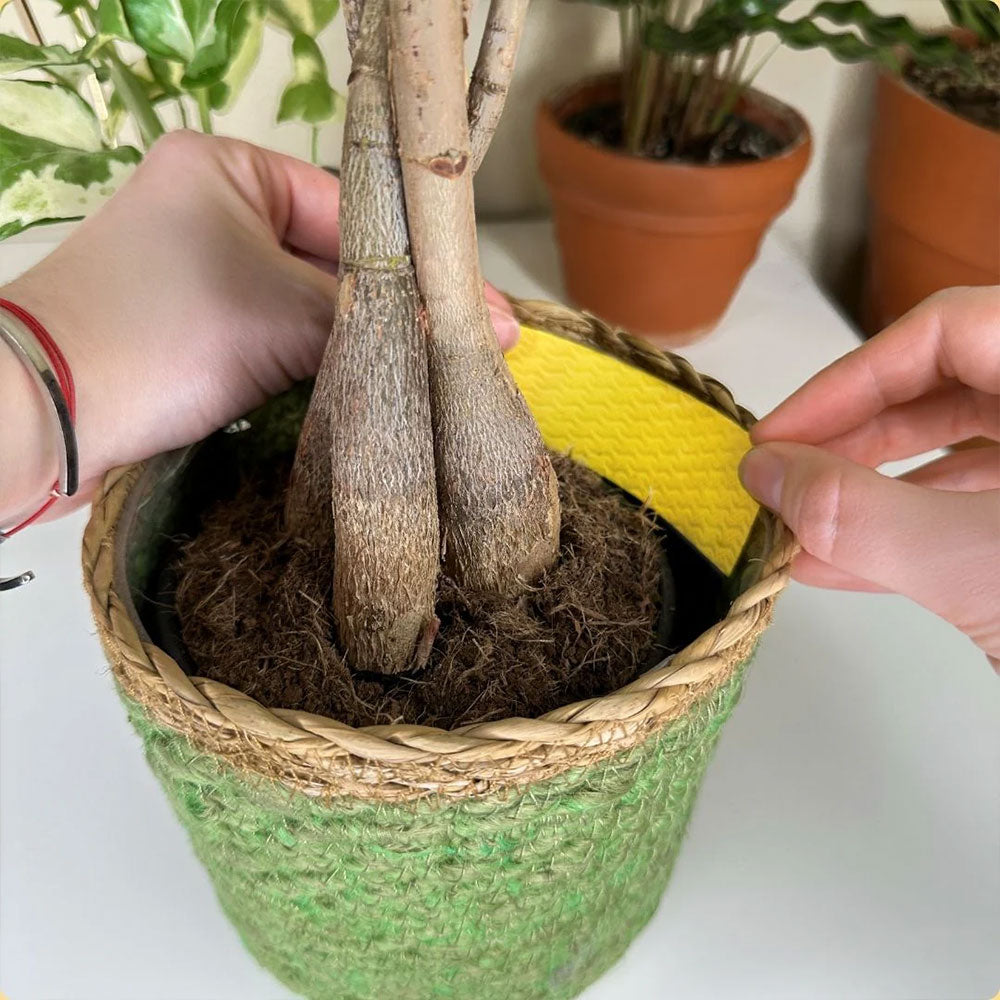 WE THE WILD Fungus Gnat Compostable Sticky Traps