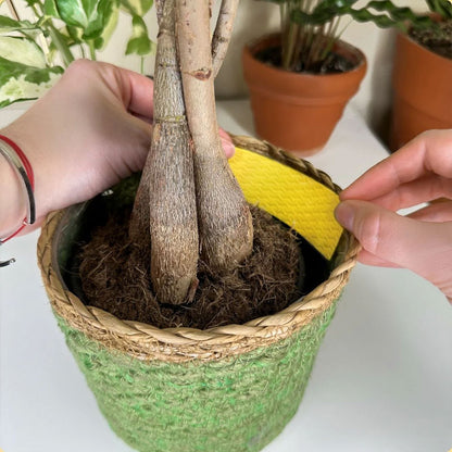 WE THE WILD Fungus Gnat Compostable Sticky Traps