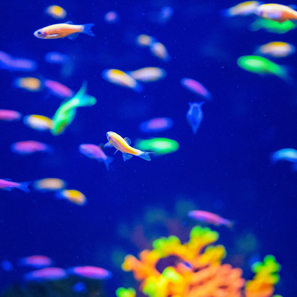 10 MOST POPULAR FISH FOR PETS