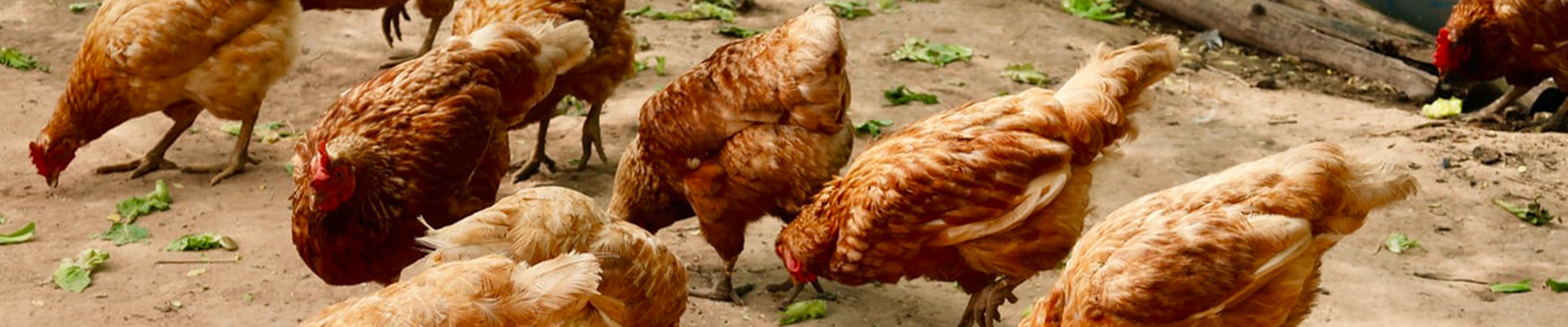 THE ULTIMATE CHICKEN QUIZ: DO YOU KNOW WHAT YOU CAN AND CANT FEED BACKYARD CHICKENS
