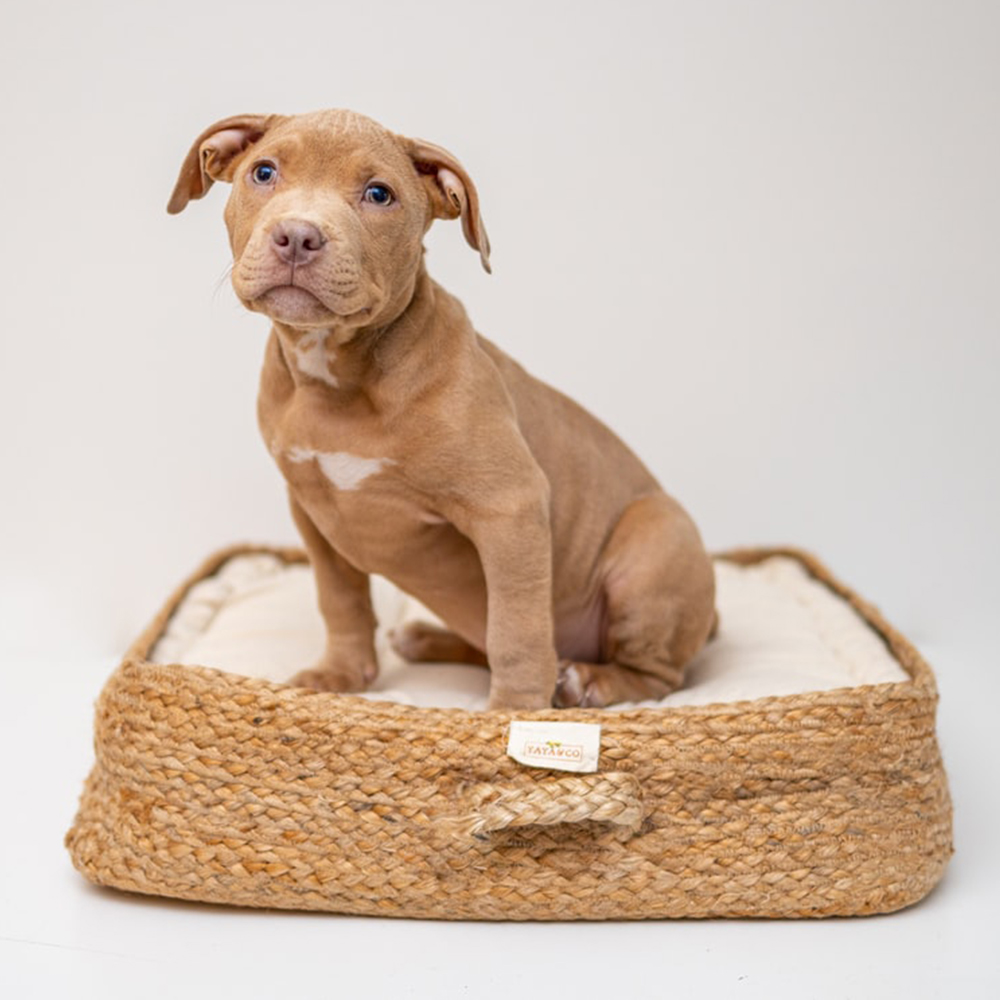 DOG BEDS: A COMPLETE BUYERS GUIDE FOR FINDING THE RIGHT BED