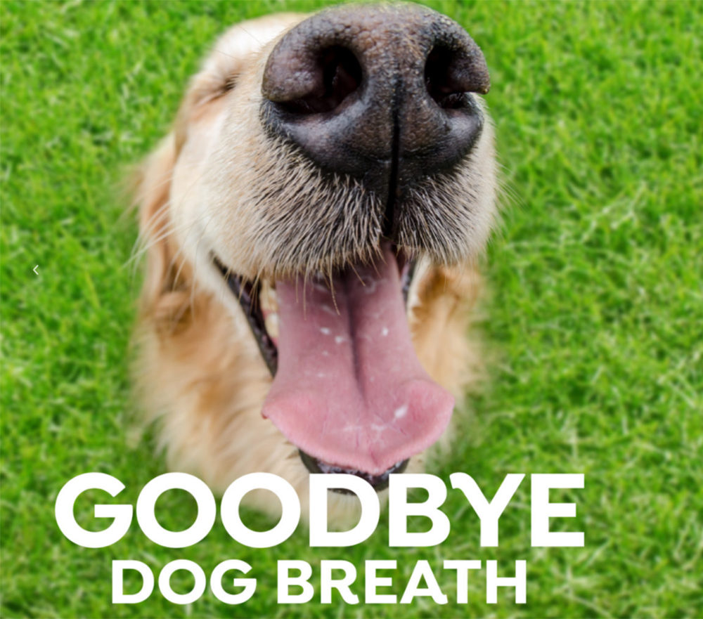 5 EASY WAYS TO HELP CURE BAD DOG BREATH