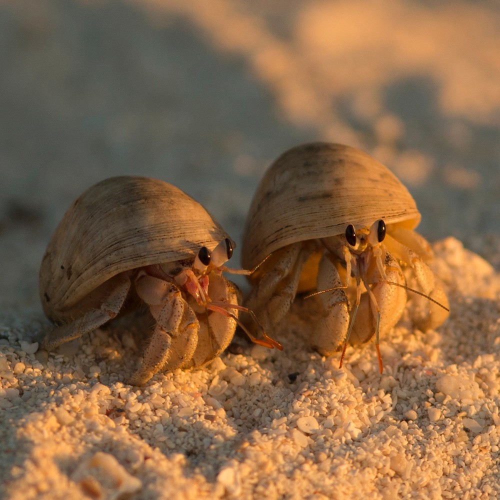 HERMIT CRABS - THE PERFECT PET FOR BUSY TEENS AND ADULTS