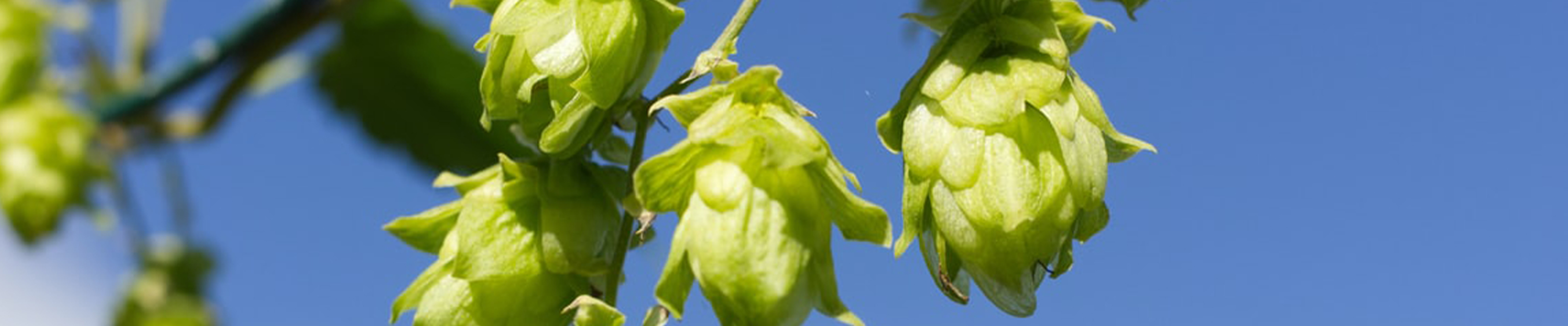GEELONG HOME BREW | HOW TO PICK THE PERFECT HOPS