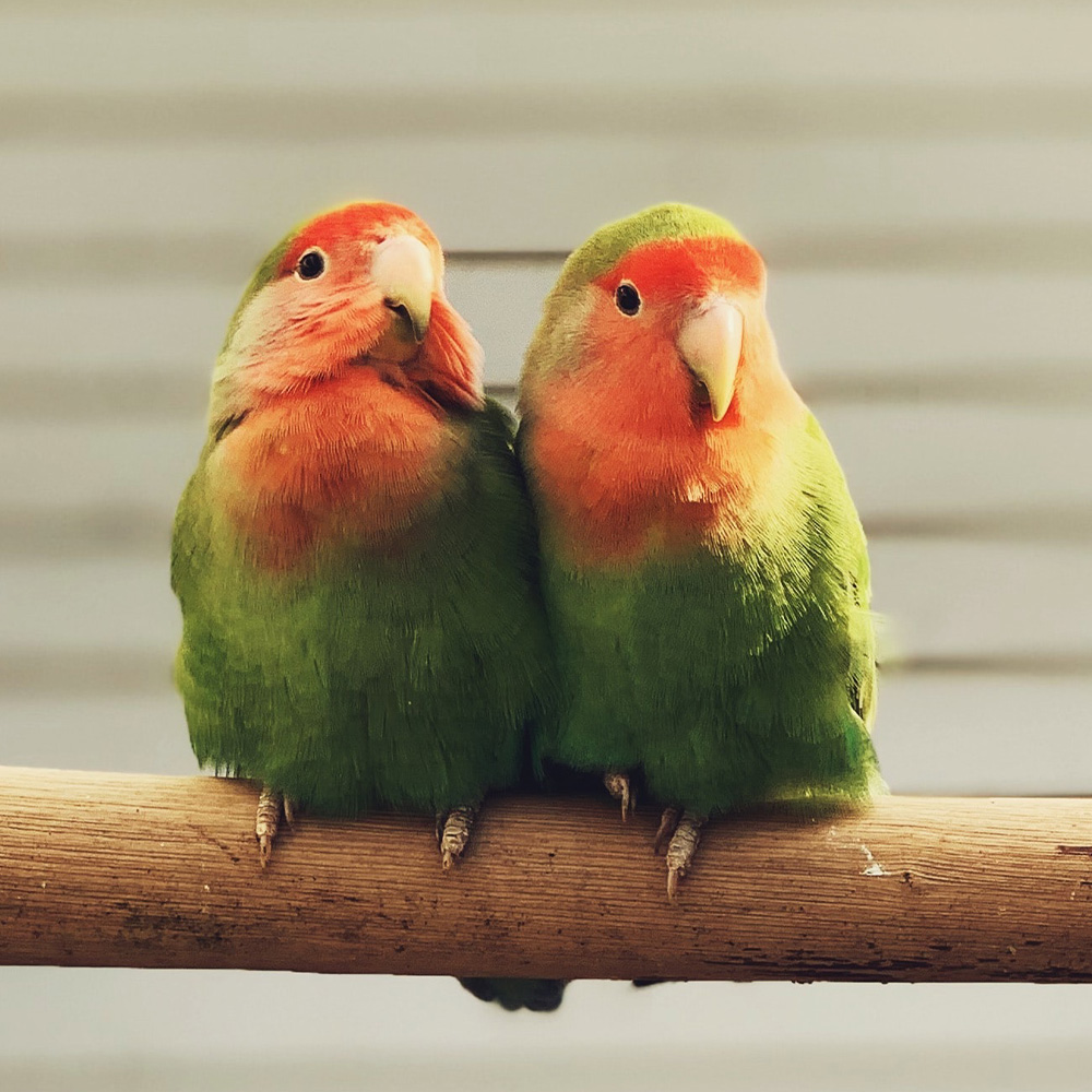 HOW TO CARE FOR LOVEBIRDS - STEP BY STEP GUIDE