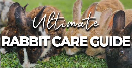 THE ULTIMATE RABBIT ADOPTION AND CARE GUIDE