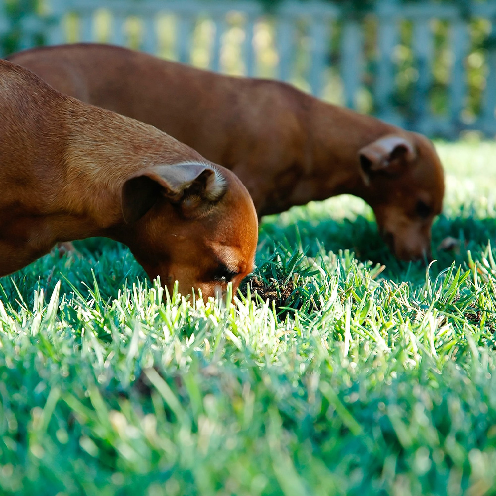 WHAT IS THE BEST LAWN TYPE FOR PETS