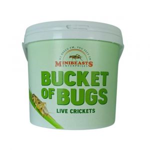 Bucket Of Crickets (Large 140+) Mini Beasts