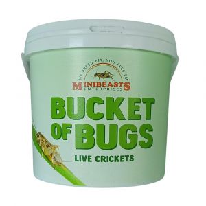 Tub Of Crickets (Pinhead 200+) Mini Beasts