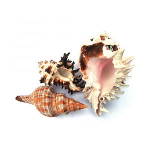Hermit Crab Spare Shell Small