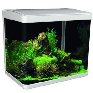 Lifestyle 29 Glass Aquarium 38Cm 29L G/White Kongs