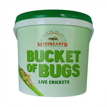 Bucket Of Crickets (Medium 200+) Mini Beasts