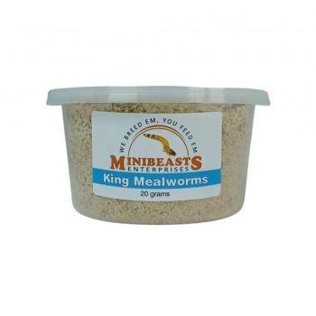 MINIBEASTS King Mealworms